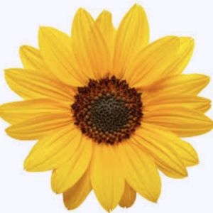 Meet your Posher, Fior Designs